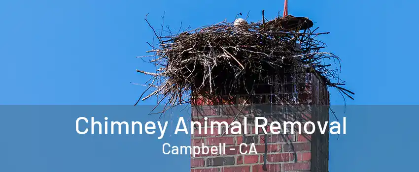 Chimney Animal Removal Campbell - CA