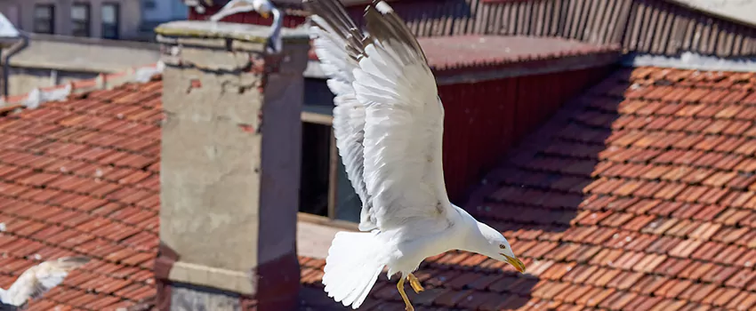 Residential Chimney Animal Removal Solution in Campbell, CA